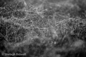 140313-Morning Dew