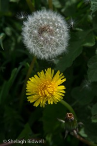 140507-3stages of Dandelion