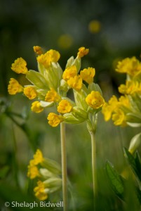 140507-Cowslip