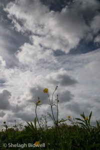 140507-Field-014
