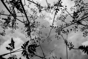 140507-Field-035
