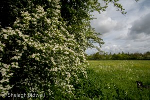 140507-Field-064