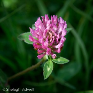 140507-Red Clover