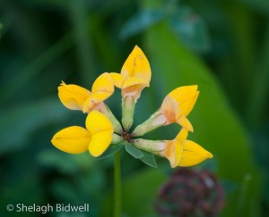 140608-Birdsfoot Trefoil