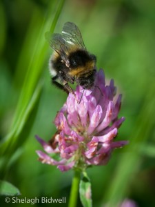 140608-Buff Tailed Bumblebee