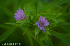 140608-Cut Leaved Cranesbill