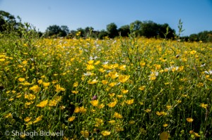 140608-Field-062