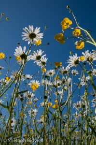 140608-Field-067