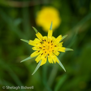 140608-Goatsbeard