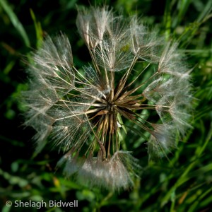 140608-Goatsbeard Seed Head