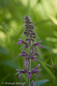 140608-Hedge Woundwort