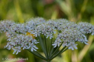 140608-Hogweed