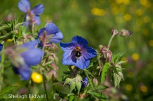 140608-Meadow Cranesbill