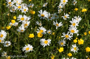 140608-Ox Eye Daisy-Buttercups