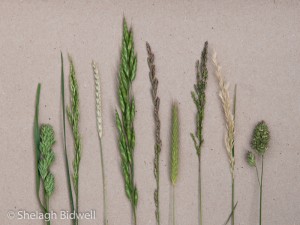 140608-Variety of grasses