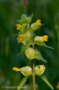140608-Yellow Rattle