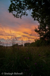 140710-FieldSunset-001
