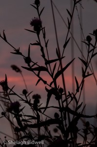 140710-FieldSunset-006