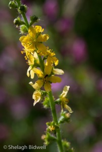 140717-Agrimony