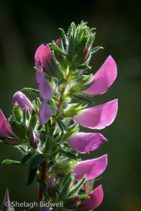140717-Spiny Restharrow