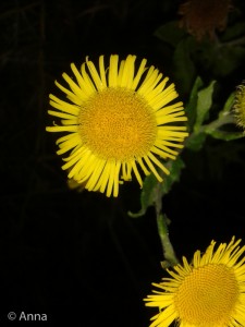 140907-Fleabane