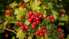 140910-Hawthorn Berries