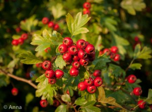 140910-Hawthorn Berries