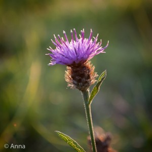140910-Knapweed