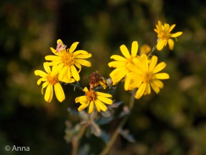 140910-Ragwort