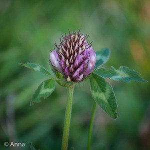 140910-Red Clover