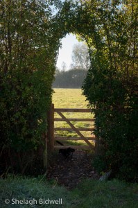 141106-Field Entrance