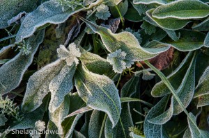 141106-Frost