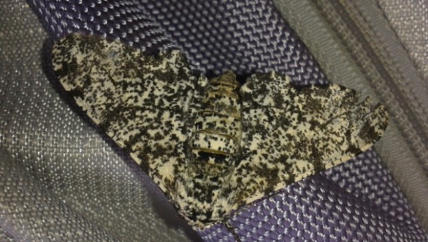 Peppered Moth