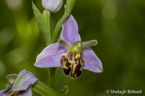 140622-orchid-015-2