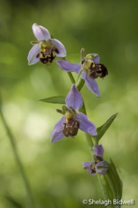 140622-orchid-024-2