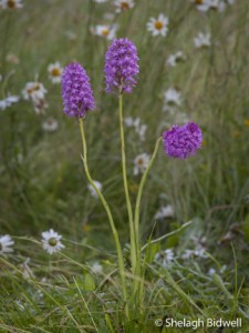 140623-orchid-066-2