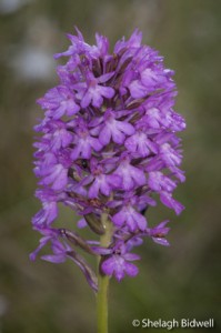 140623-orchid-073-2