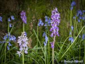150503-EversdenWoods-007