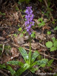150503-EversdenWoods-009