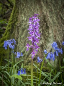 150503-EversdenWoods-067