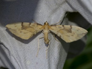 Barred Straw