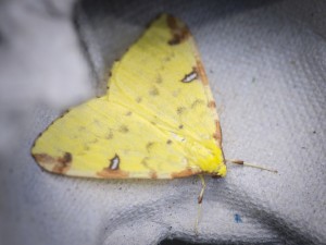 Brimstone