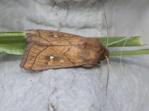 Brown-Line Bright-Eye