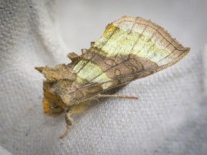Burnished Brass