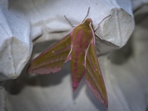 Elephant Hawkmoth