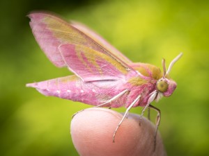 Elephant Hawkmoth