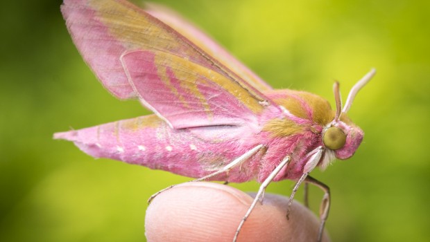 Elephant Hawkmoth
