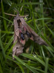 Eyed Hawkmoth
