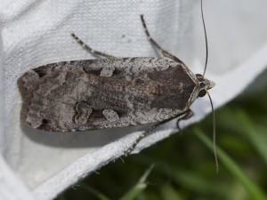 Large Yellow Underwing