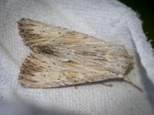 160702-MothTrap-022